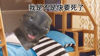 【猫meme】当得知我爸在上铺_____时，我的内心be like