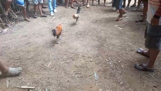 1times win nakadalawa s Isang Araw dina masa