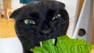 Best Funny Animal Videos Of The 2023 🤣 - Funniest Cats And Dogs Videos 😺😍