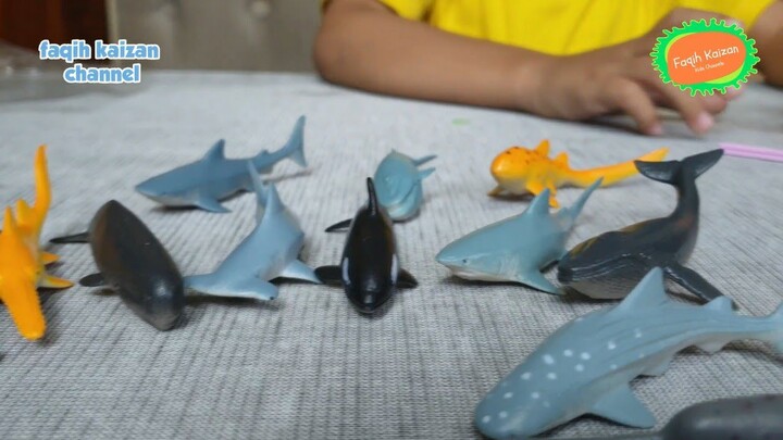 Mengenal jenis ikan hiu dan paus