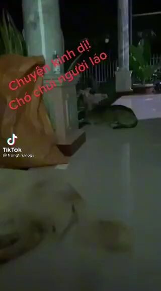 Kinh dị chó chửi người láo!! cân nhắc trước khi xem cre: Tik Tok