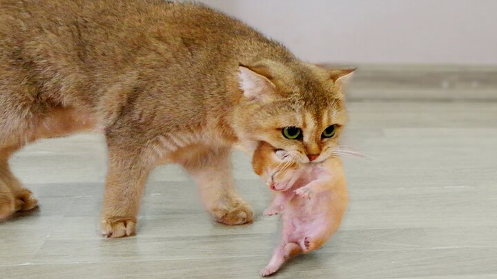 Mom cat carries kittens to find new place