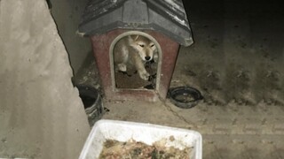 Bo, a poor puppy was chained in chicken poop, eat waste foods and drink dirty water for all her life