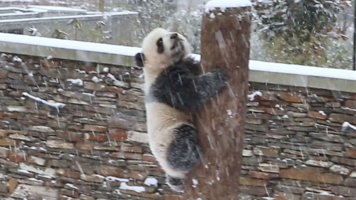 [Animal] [Panda] Playing with Mom in the Snow
