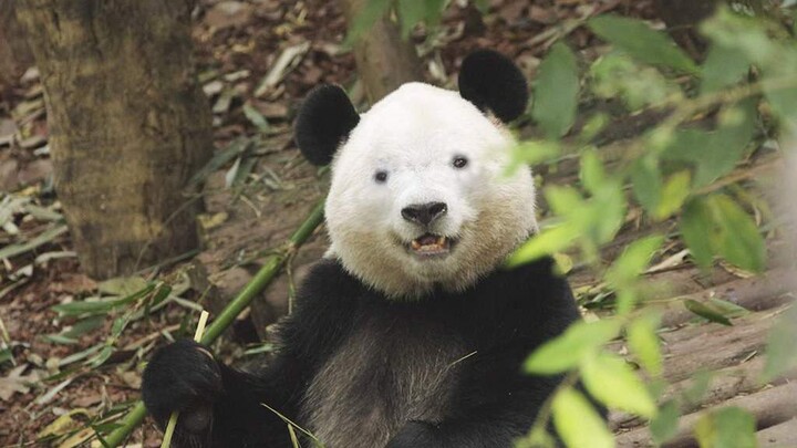 熊猫见过吗 不带黑眼圈那种的O(∩_∩)O哈哈~