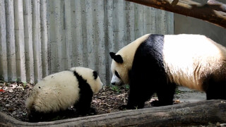 Panda He Hua: Chen Yuanrun, Berhenti Menyeret Leherku