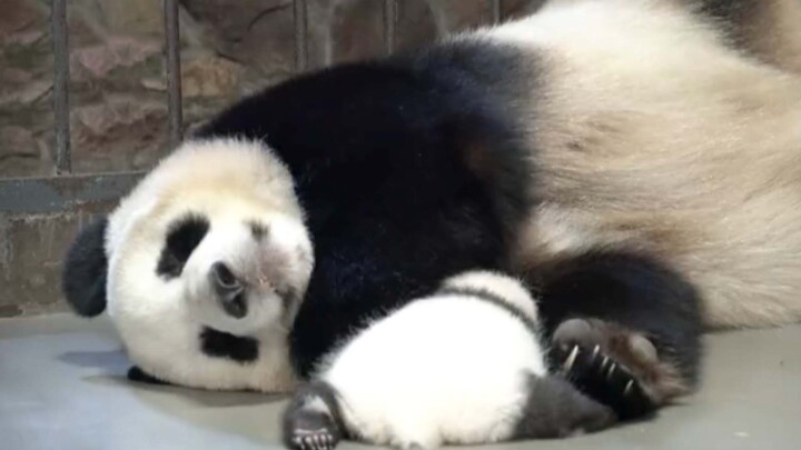 [Animals]The panda Cheng Da is so sleepy
