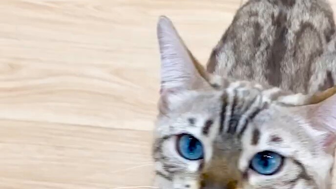 Challenge the kitten who knows the best dialect on the Internet