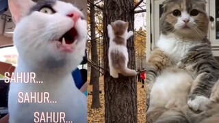 Kucing Lucu Bangunin Sahur Di Bulan Ramadhan | Funny Cat And Kitten