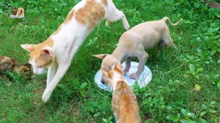 Kitten mewing, Kitten and Puppies in the morning  @Kitten Puppy TV