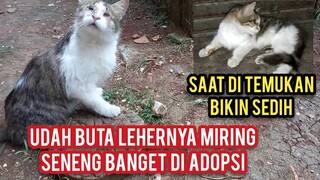 Astagfirullah Kucing Buta Lehernya Miring Tidur Di Emperan Ruko Pasar..!