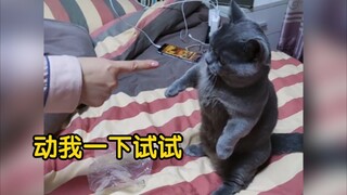 猫咪究竟可以有多…欠