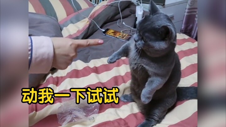 猫咪究竟可以有多…欠