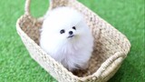 Cute and funny pet (P9) ✅ Cute Pomeranian Puppies Doing Funny Things  2020