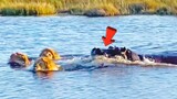 Hà Mã Nổi Cơn Thịnh Nộ Với Ba Con Sư Tử Đang Bơi Qua Sông | Tám Tới Tấp