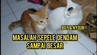 Dua Kucing Ini Dari Kecil Sampai Besar Setiap Hari Berantem Mulu Gara-Garanya Cuma Ini..!