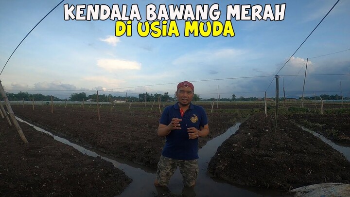 Kendala Pada Bawang Merah Diusia Muda