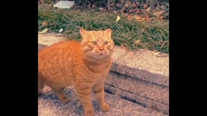 lah kok enak 😹😹🥰😻 #short #trending #viral #catlove