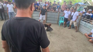 sabong