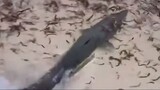 巨梭鱼 - Jù suō yú - 短视频 - 惊人 - Jīngrén - amazing
