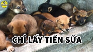 Tìm Ai Thương Rước Mấy Bé Chó Con Dễ Thương Về Chăm Chỉ Lấy Tiền Sữa | Thánh Toàn Pet Dogs