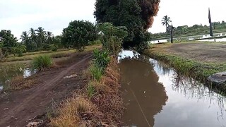 Parit keruh penghuninya ikan gabus babon