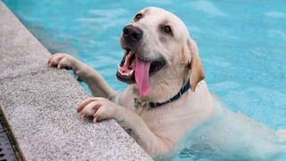 BEST Pets of the Summer 2024 🤣 The FUNNIEST DOGS playing with Water