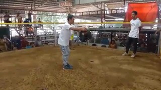 1stfigth 2cock ulutan magulo video Ng kumpare ko