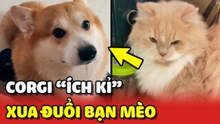 Corgi "ÍCH KỈ", XUA ĐUỔI bạn mèo cùng nhà vì muốn ĐỘC CHIẾM cô Sen 😂 | Yêu Lu