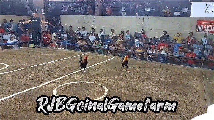 GOLDENBOY WIN @ NAIC COCKPIT ARENA (05-11-24)  #RJBGoinalGamefarm  #TeamRJB