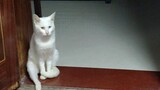[Cats] Stray White: Sitting Makes My Leg Numb