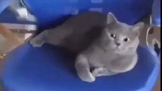 [Animals]Hilarious moments of cats in daily life