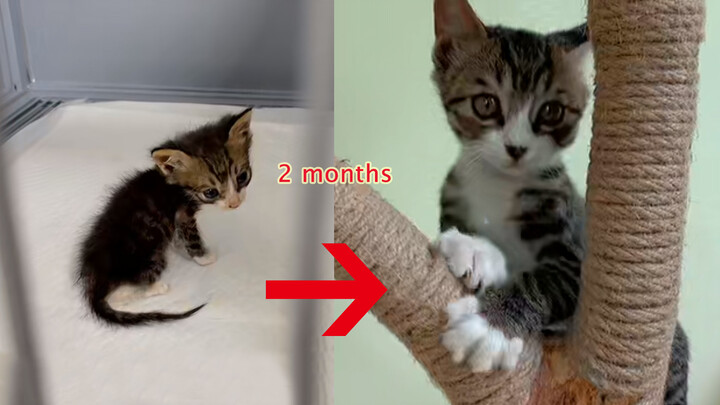 Animal|Growth of Cute Kitten