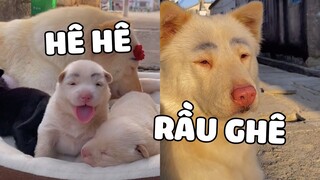 Cặp chân mày đong đầy nỗi nhớ | Pets TV