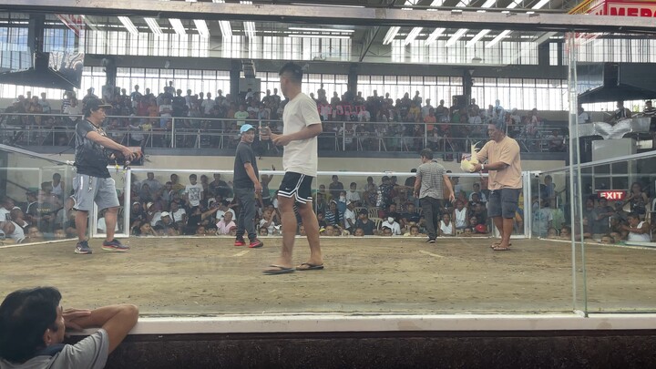 Sabong matina white kelso