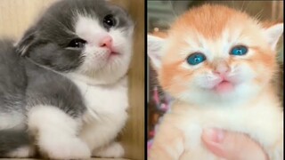 Cutest baby cats compilation|| Great pets TV