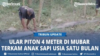 Viral Ular Piton Sepanjang 4 Meter di Desa Nihi Muna Barat Terkam Sapi Usia Satu Bulan Milik Warga