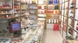 Tik Tok Thú Cưng Trung Quốc 😻 Tik Tok Chó Mèo Hài Hước 🐶 Try Not To Laugh Challenge Funny Animals