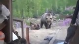[Động vật] Gấu nâu Ussuri tấn công 3 công nhân Nga và một chú chó