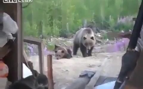 [Beruang coklat Ussuri] Beruang vs 3 pekerja Rusia dan seekor anjing