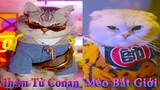 Thú Cưng TV | Dương KC Pets | Mèo Conan và Bắt Giới | Mèo vui nhộn | funny cute Baby Cat