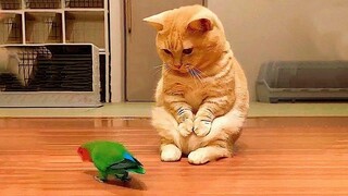 Funny Animal Videos | Funny Cats And Dogs | Pets Family😺