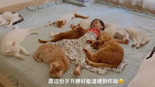 后来收养的两只猫咪，也越来越喜欢一起午睡了