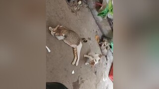 mèo meo meocute cat