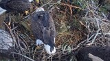 The father eagle accidentally crushed a bird egg! The mother bird’s reaction is hilarious. She’s pre