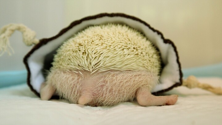 [Animals]Touching a hedgehog's ass after tracking it in a bag