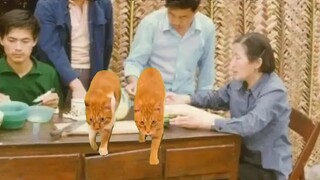 [Cat Meme] Tại sao người nước ngoài không được ăn dưa hấu?