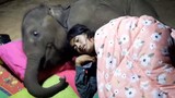ผู้ดูแลถูกลูกช้างปลุกกลางดึกและต้องกล่อมมันให้หลับ ในที่สุด เขาก็สูญเสียเตียงไป
