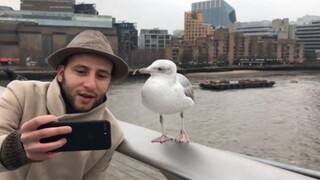 A seagull took a tourist's mobile phone away, flew around and returned it, and the camera captured a