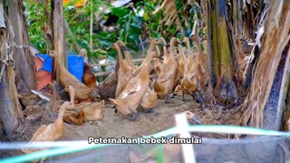 Peternakan Bebek